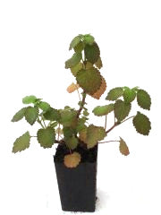 Black Horehound