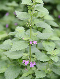 Black Horehound