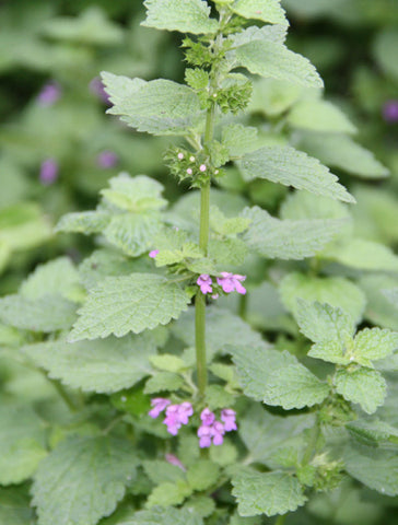 Black Horehound