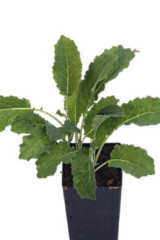 Kale - Black Toscana Kale