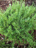 Rosemary - Blue Lagoon Rosemary