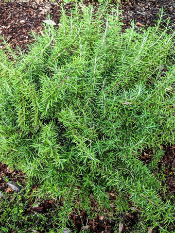 Rosemary - Blue Lagoon Rosemary