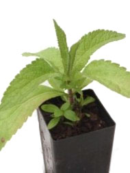 Boneset