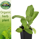 Borage