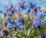 Borage