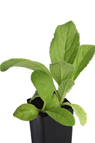 Borage