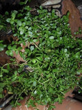 Brahmi