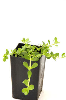 Brahmi
