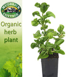 Brazilian Spinach