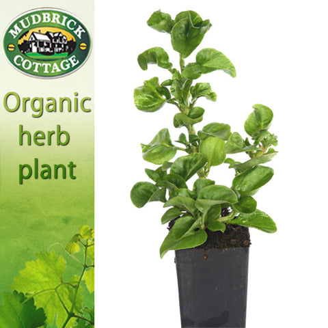 Brazilian Spinach