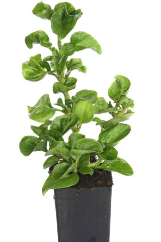 Brazilian Spinach