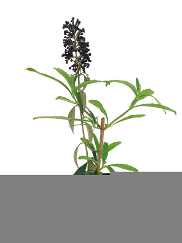 Buddleja 'Black Knight'