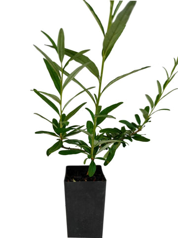 Buddleja alterniflolia
