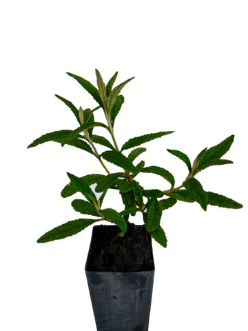 Buddleja globosa