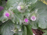 Burdock