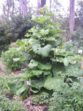 Burdock