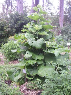 Burdock