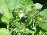 Burdock