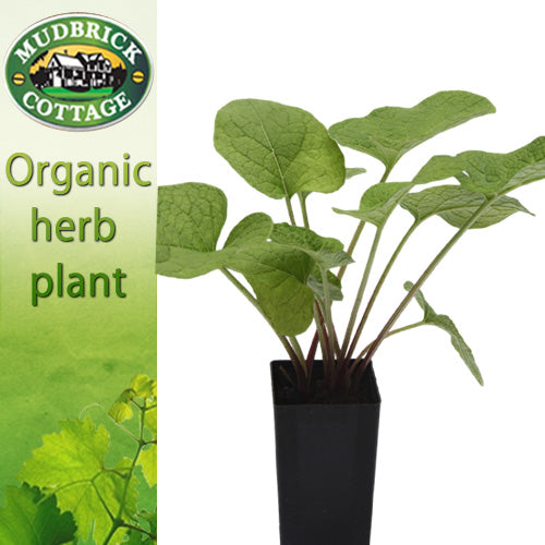 Burdock