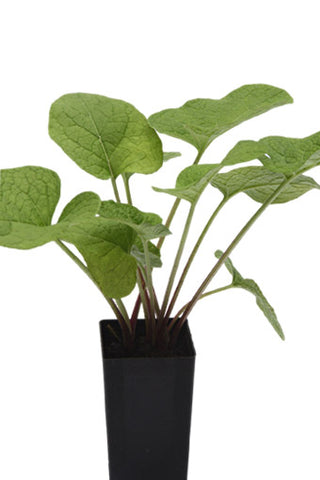 Burdock