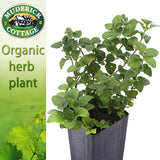 Calamint