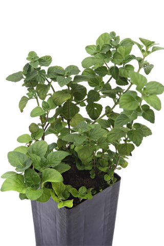 Calamint