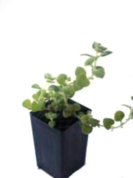 Calamintha Cretica