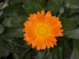 Calendula