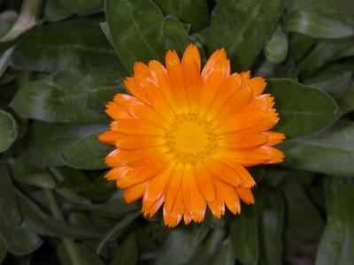 Calendula