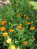 Calendula