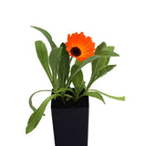 Calendula