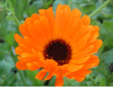 Herbal Tincture Making - Class - Sunday18th May 2014