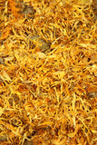Calendula