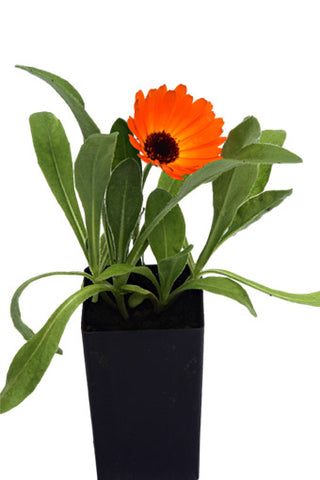 Calendula