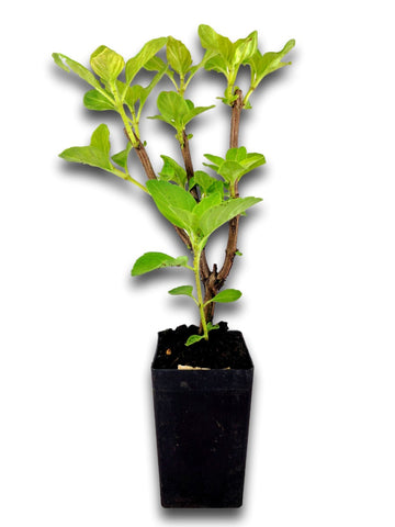 Basil - Camphor Basil