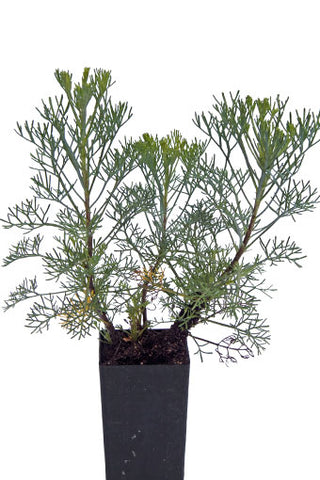 Wormwood Camphor