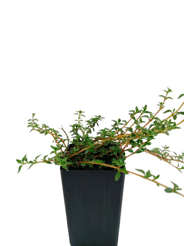 Thyme - Caraway Thyme