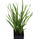 Cat grass
