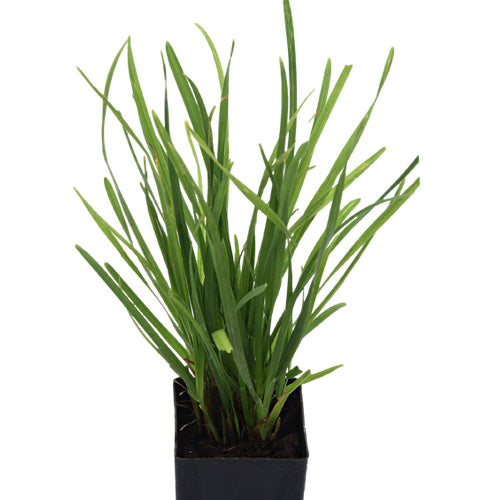 Cat grass