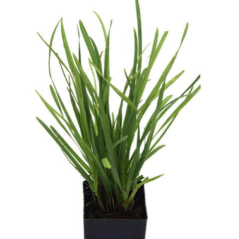 Cat grass