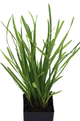 Cat grass