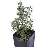 Cat Thyme