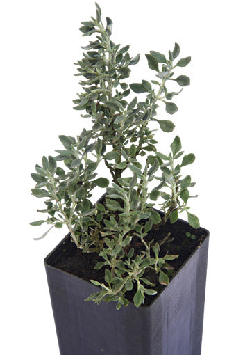 Cat Thyme