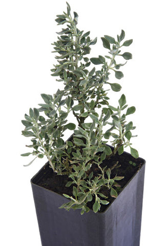Cat Thyme