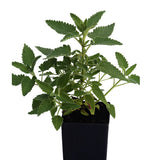 Catmint - Six Hills Giant Catmint