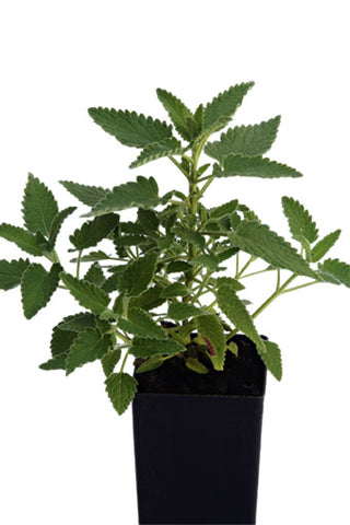 Catmint - Six Hills Giant Catmint