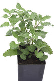 Catmint - Walker's Blue