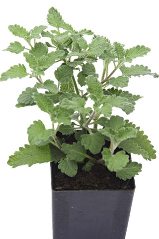 Catmint - Walker's Blue