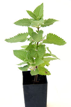 Catnip