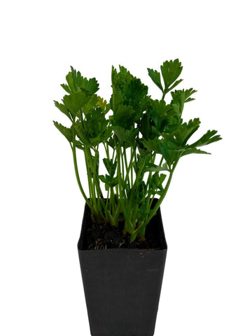 Celery for Cutting